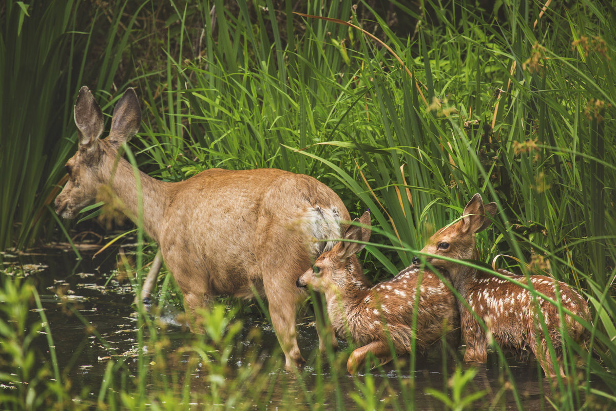 Biche et ses faons au bord d'un point d'eau, collection de répulsifs faune sauvage Naturia