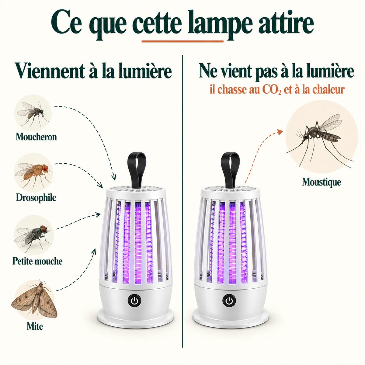 Moucherons, drosophiles, petites mouches et mites viennent à la lumière ; le moustique non