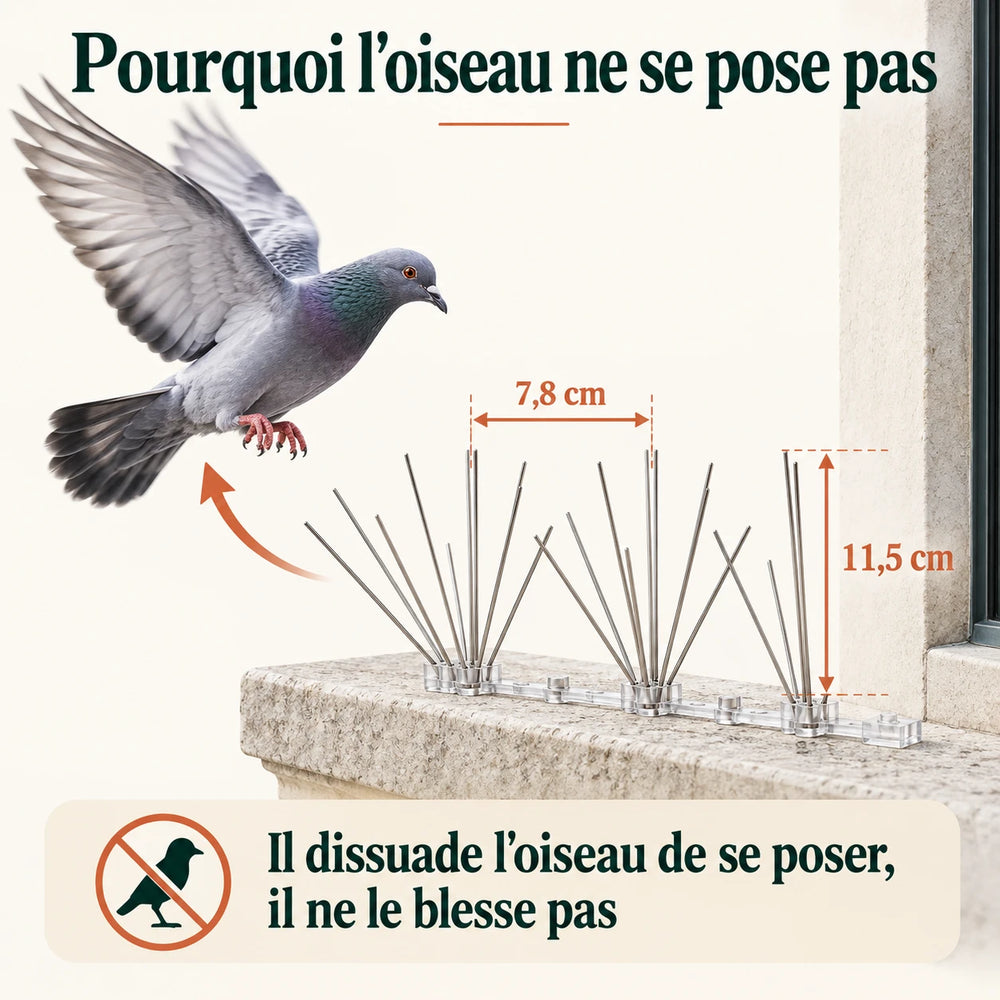 Pigeon qui s'écarte d'un rebord de fenêtre équipé de pics de 11,5 cm de haut et 7,8 cm d'écartement, sans contact ni blessure