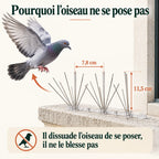 Pigeon qui s'écarte d'un rebord de fenêtre équipé de pics de 11,5 cm de haut et 7,8 cm d'écartement, sans contact ni blessure