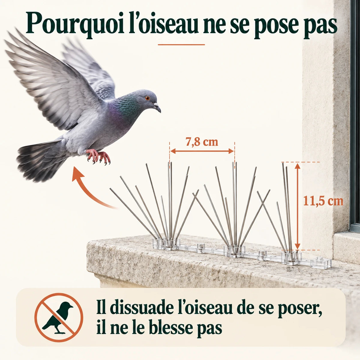 Pigeon qui s'écarte d'un rebord de fenêtre équipé de pics de 11,5 cm de haut et 7,8 cm d'écartement, sans contact ni blessure