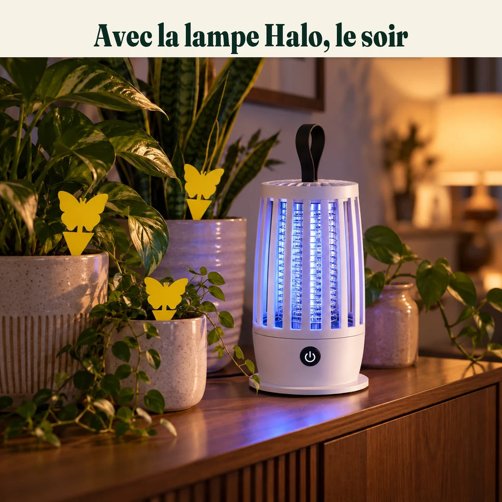 Pièges collants jaunes dans des pots de plantes et lampe anti-moucherons Halo allumée le soir