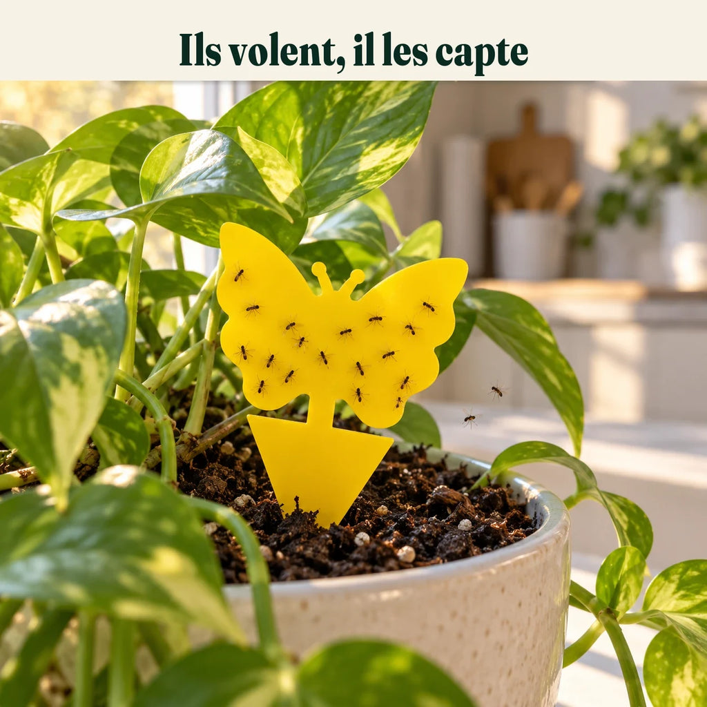 Piège collant jaune planté dans un pot de pothos, moucherons collés sur le papillon