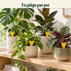 Plantes d'intérieur sur une étagère, un piège collant jaune planté dans chaque pot