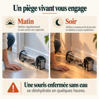 Vérification du piège matin et soir, posé au sol contre une plinthe : une souris enfermée sans eau se déshydrate en quelques heures