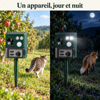 Répulsif animaux dans un verger, de jour face à un chat et de nuit face à un renard, flash allumé