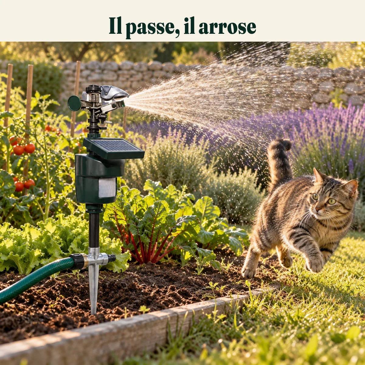 Répulsif chat à jet d'eau déclenché au bord d'un potager, chat tigré qui s'éloigne d'un bond